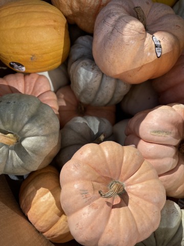 Halloween Favourites 2025 Lifestyle Image #3 - Halloween Favourites from 2025 posted on 2025-10-13.